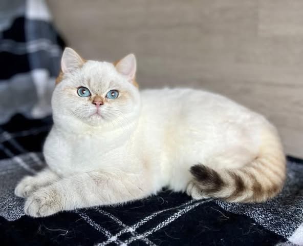 British Shorthair
