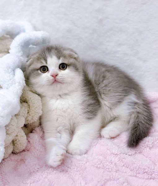 Scottish Fold