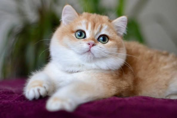 British Shorthair
