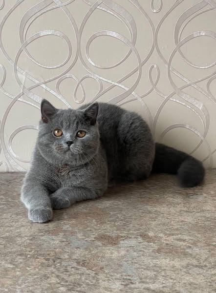 British Shorthair
