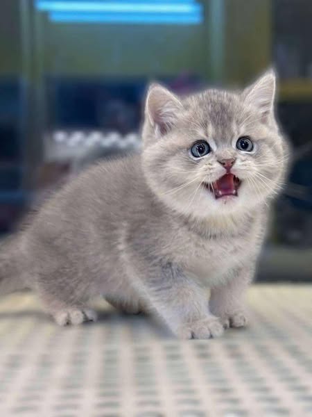British Shorthair