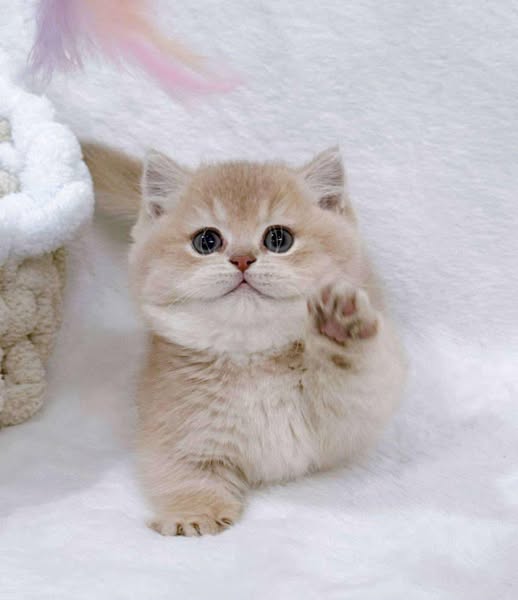 Munchkin