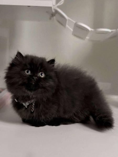 Munchkin Longhair