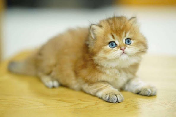 British Shorthair