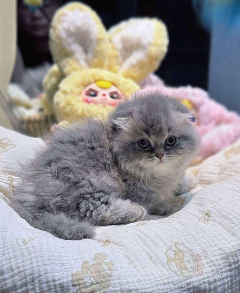 Munchkin Fold Longhair