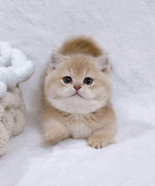 Munchkin