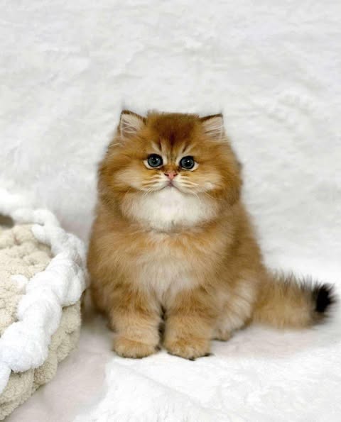 Scottish Fold Longhair