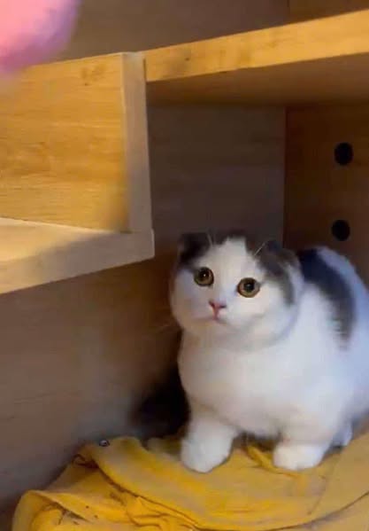 Munchkin Fold