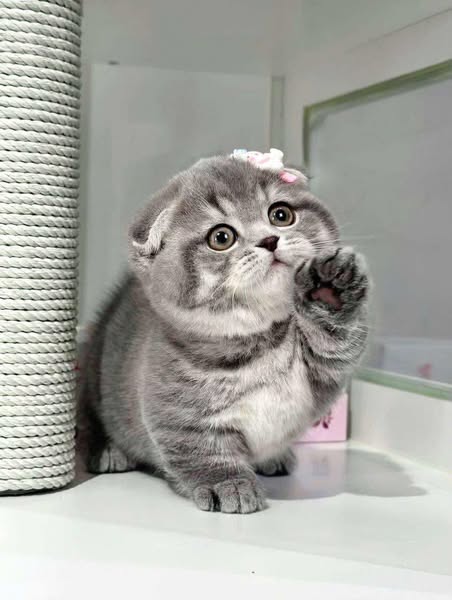 Munchkin Fold