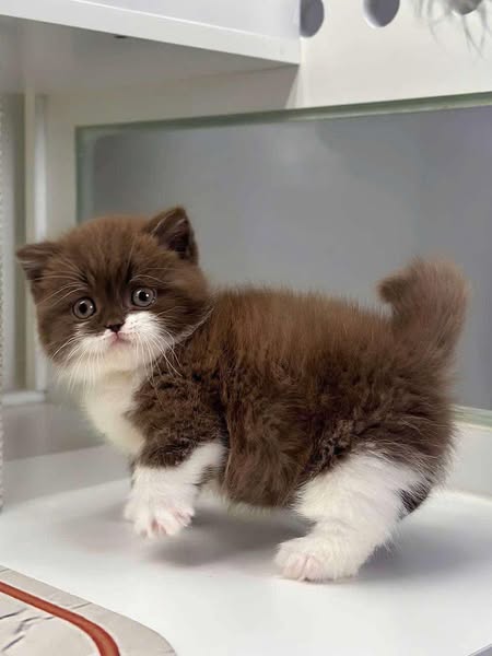 Munchkin
