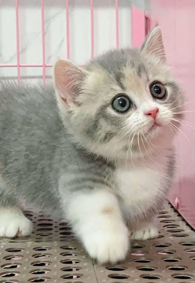 Munchkin