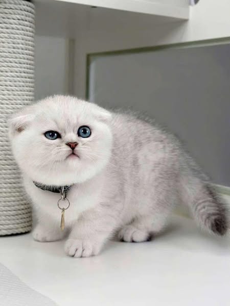 Scottish Fold