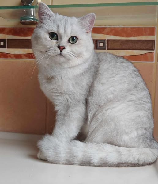 British Shorthair