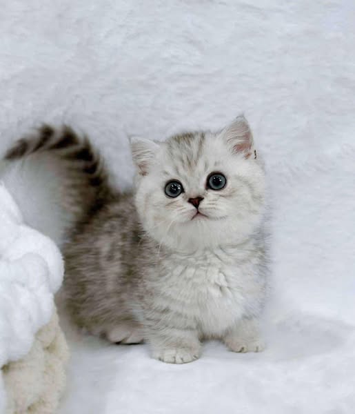 Munchkin