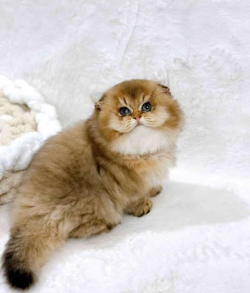 Scottish Fold Longhair