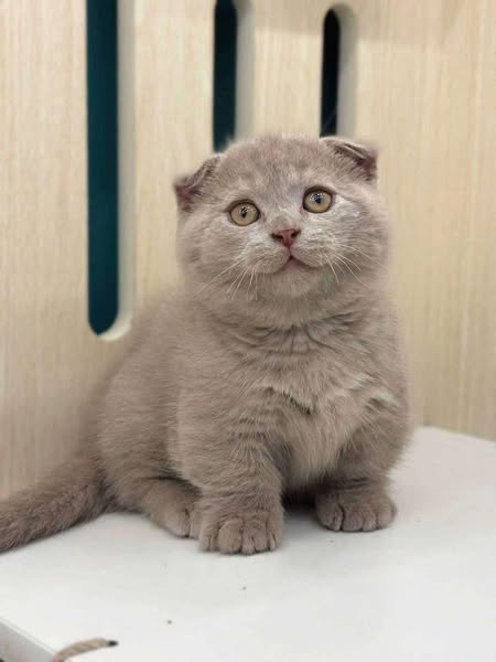 Munchkin Fold