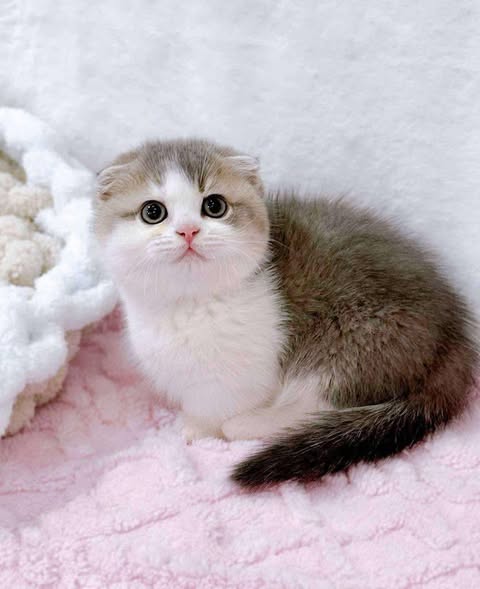 Munchkin Fold