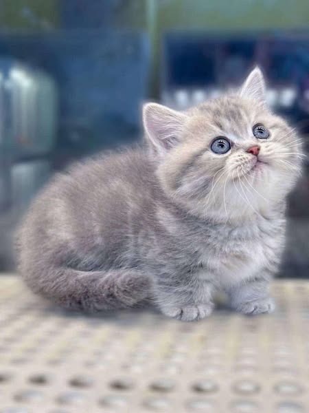Munchkin