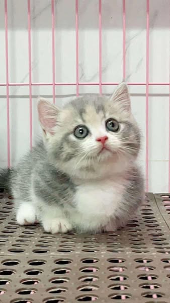 Munchkin