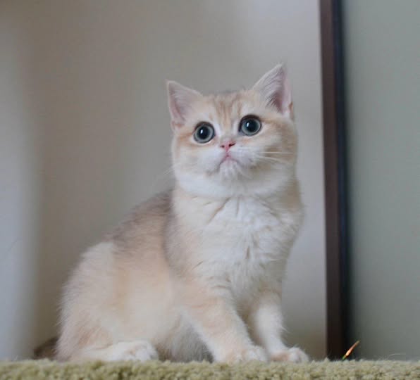 British Shorthair