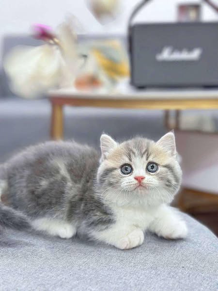 Munchkin