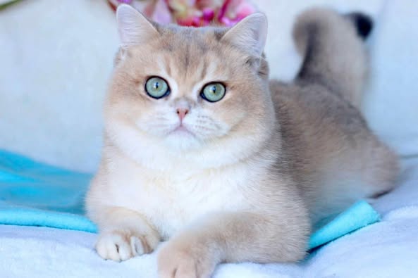 British Shorthair