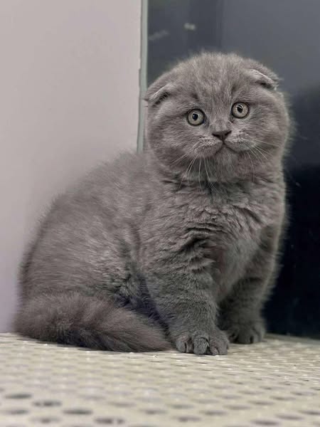 Scottish Fold