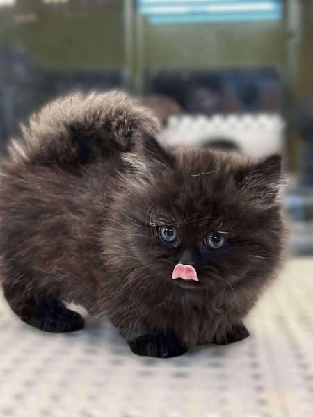 Munchkin Longhair