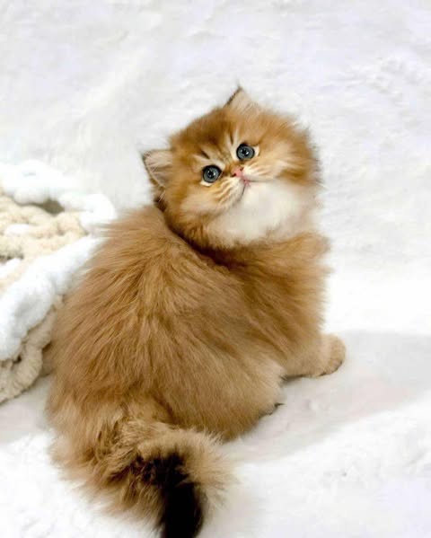 Scottish Fold Longhair
