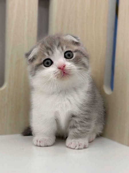 Munchkin Fold