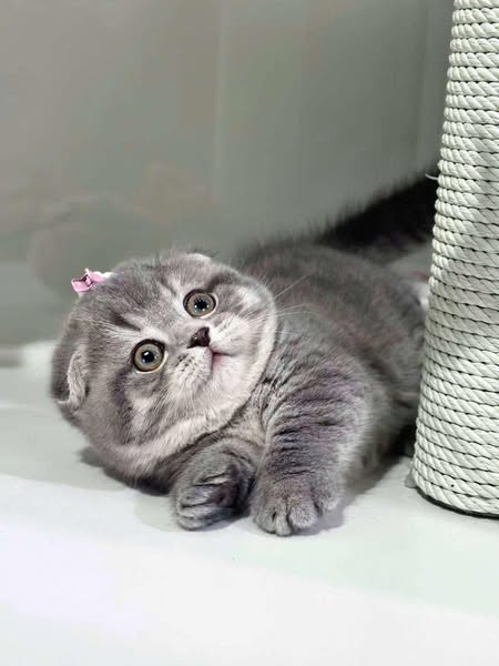 Munchkin Fold