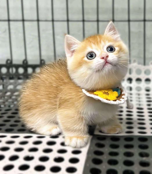 Munchkin