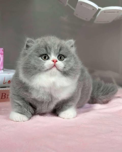 Munchkin Longhair