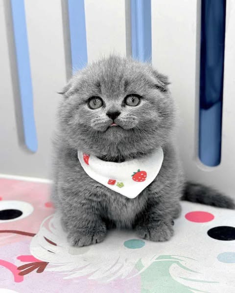Scottish Fold