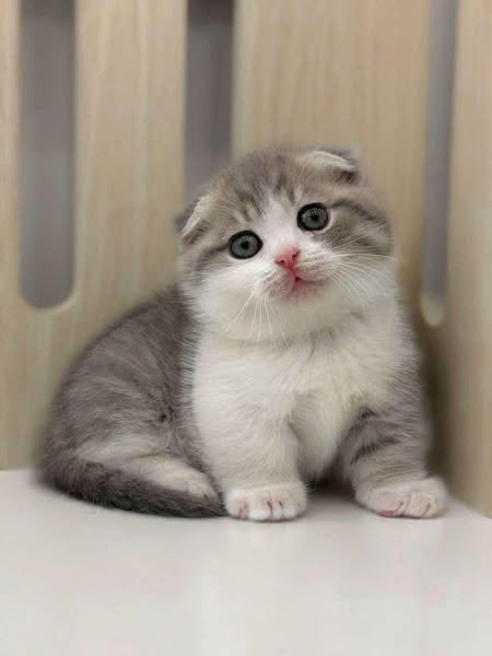 Munchkin Fold