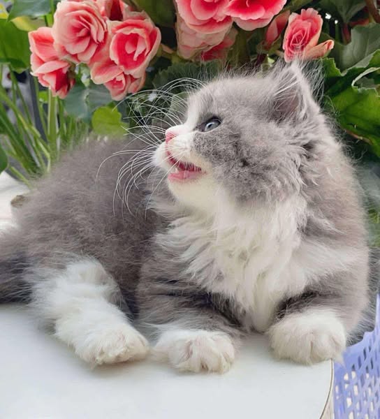 Munchkin Longhair