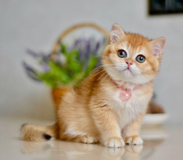 British Shorthair