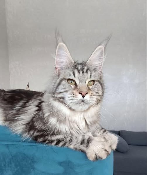 Maine Coon