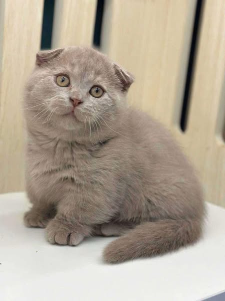 Munchkin Fold