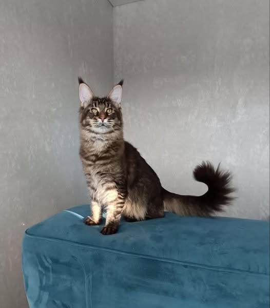 Maine Coon