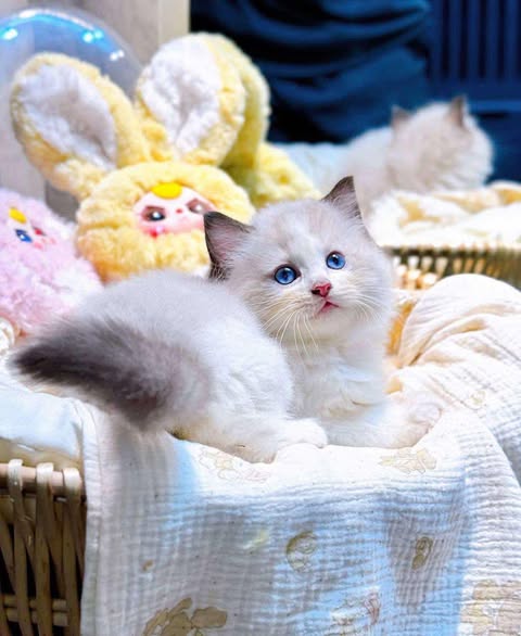 Ragdoll