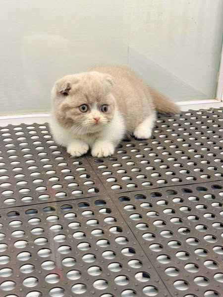 Munchkin Fold