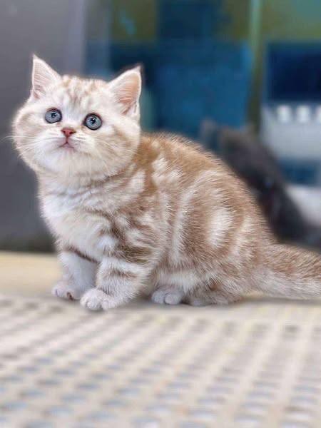 British Shorthair
