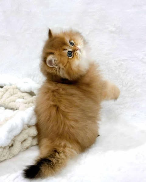 Scottish Fold Longhair