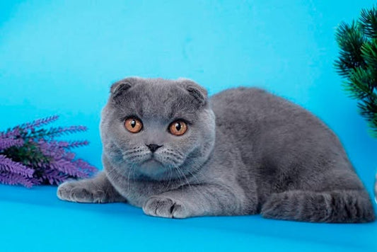 Scottish Fold