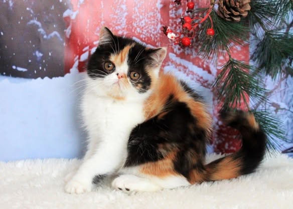 Exotic Shorthair