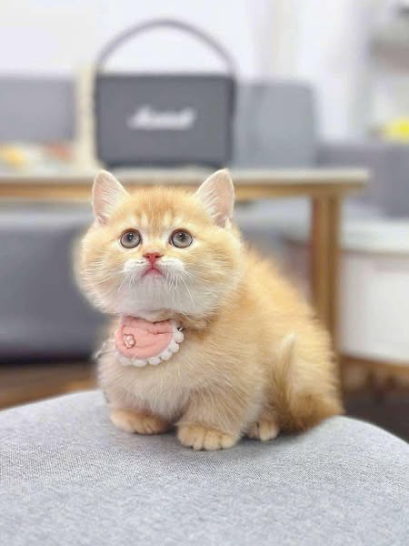 Munchkin