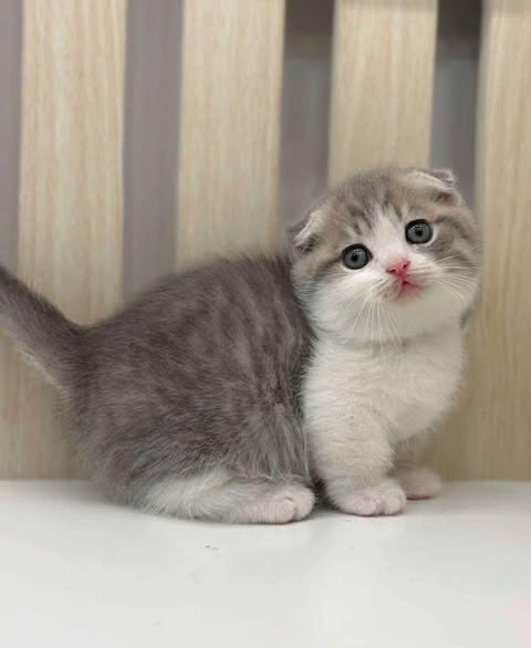 Munchkin Fold