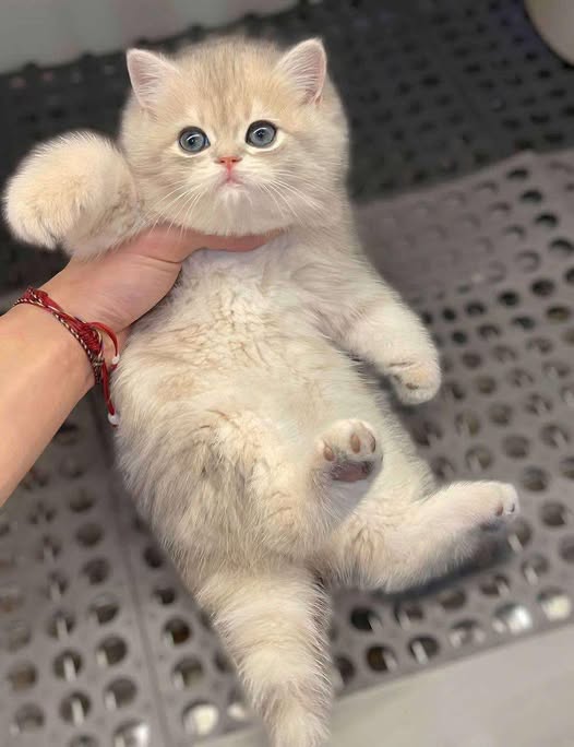 British Shorthair