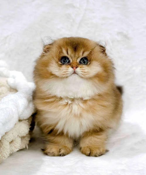 Scottish Fold Longhair